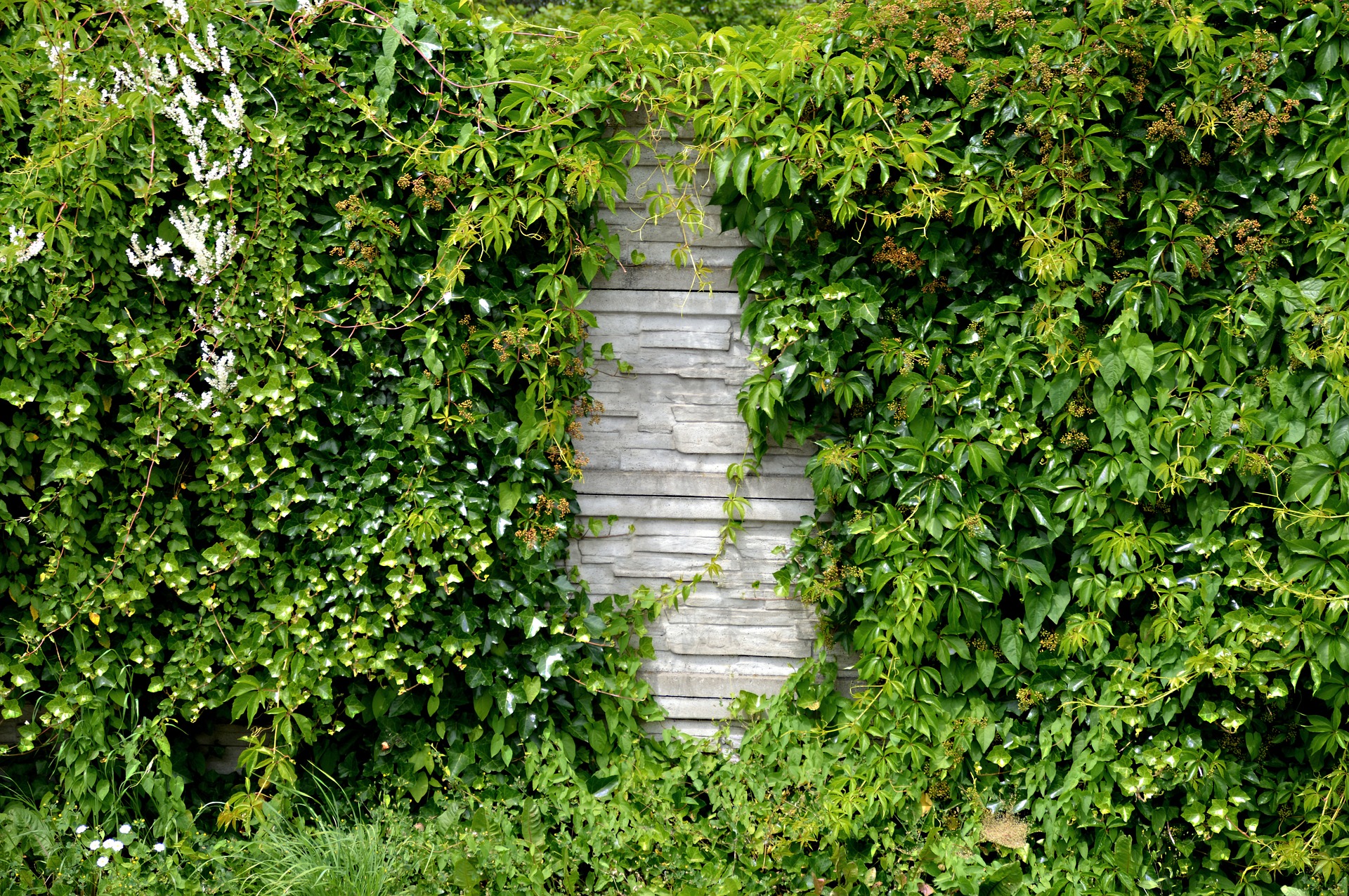 Les plantes pour cacher un mur extérieur